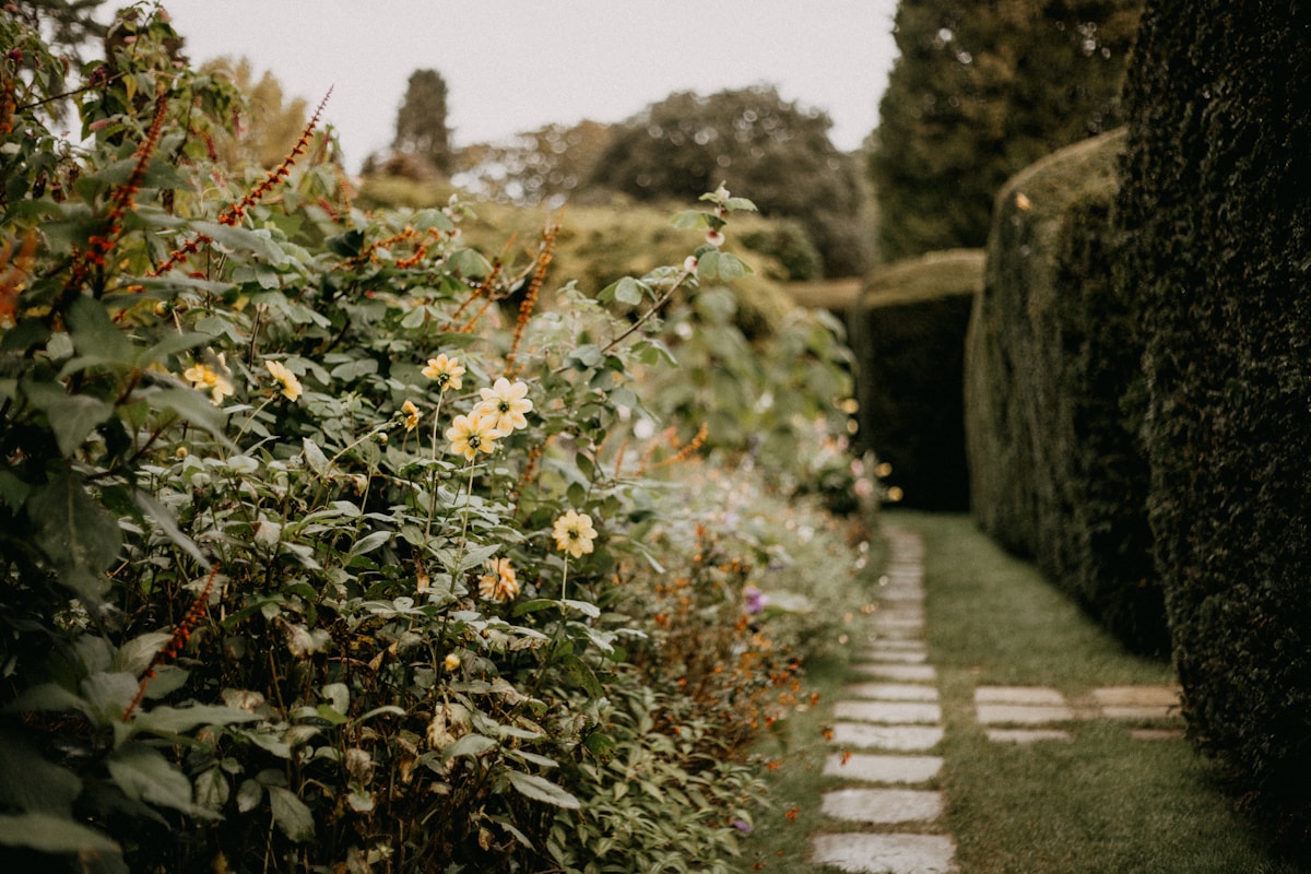 Tuinpad met strak gesnoeide hagen en bloemen