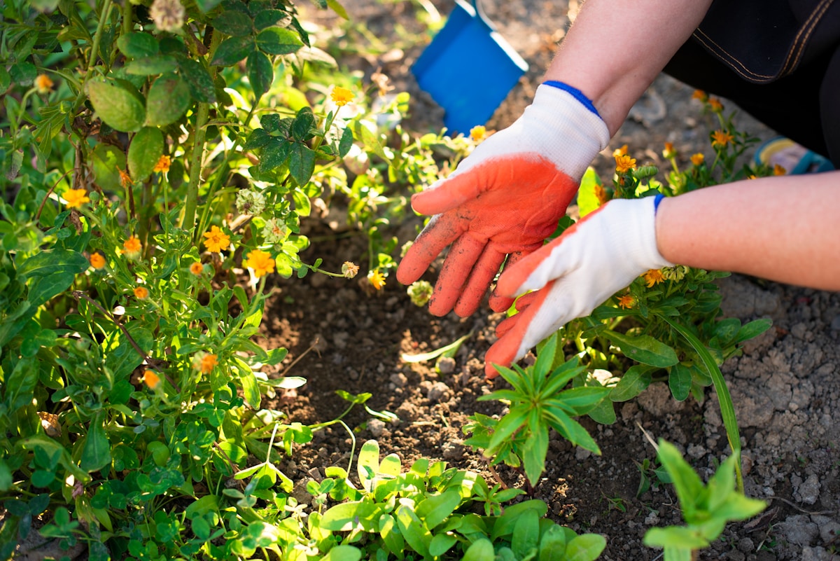 Hovenier aan het planten in een lentetuin