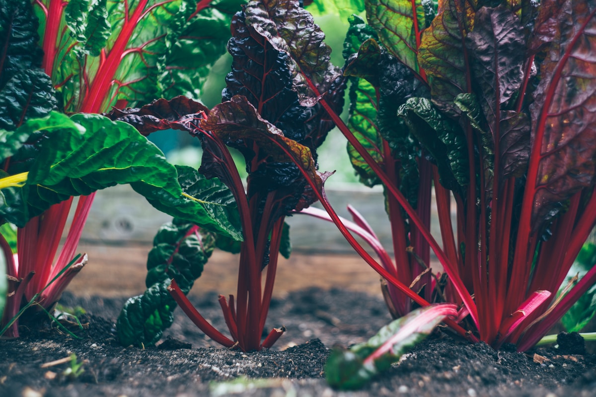 Verse groenten groeiend in een moestuinbed
