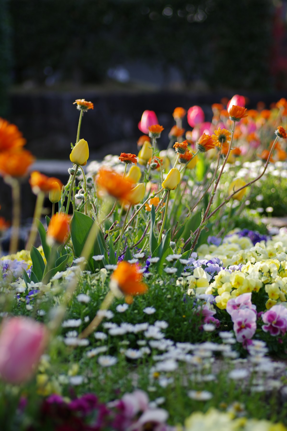 Kleurrijke bloementuin met vaste planten in bloei