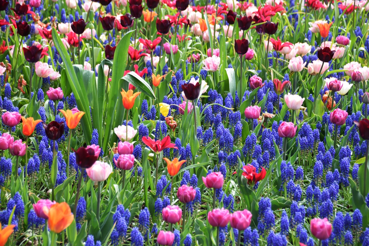 Kleurrijke tulpen en voorjaarsbloemen