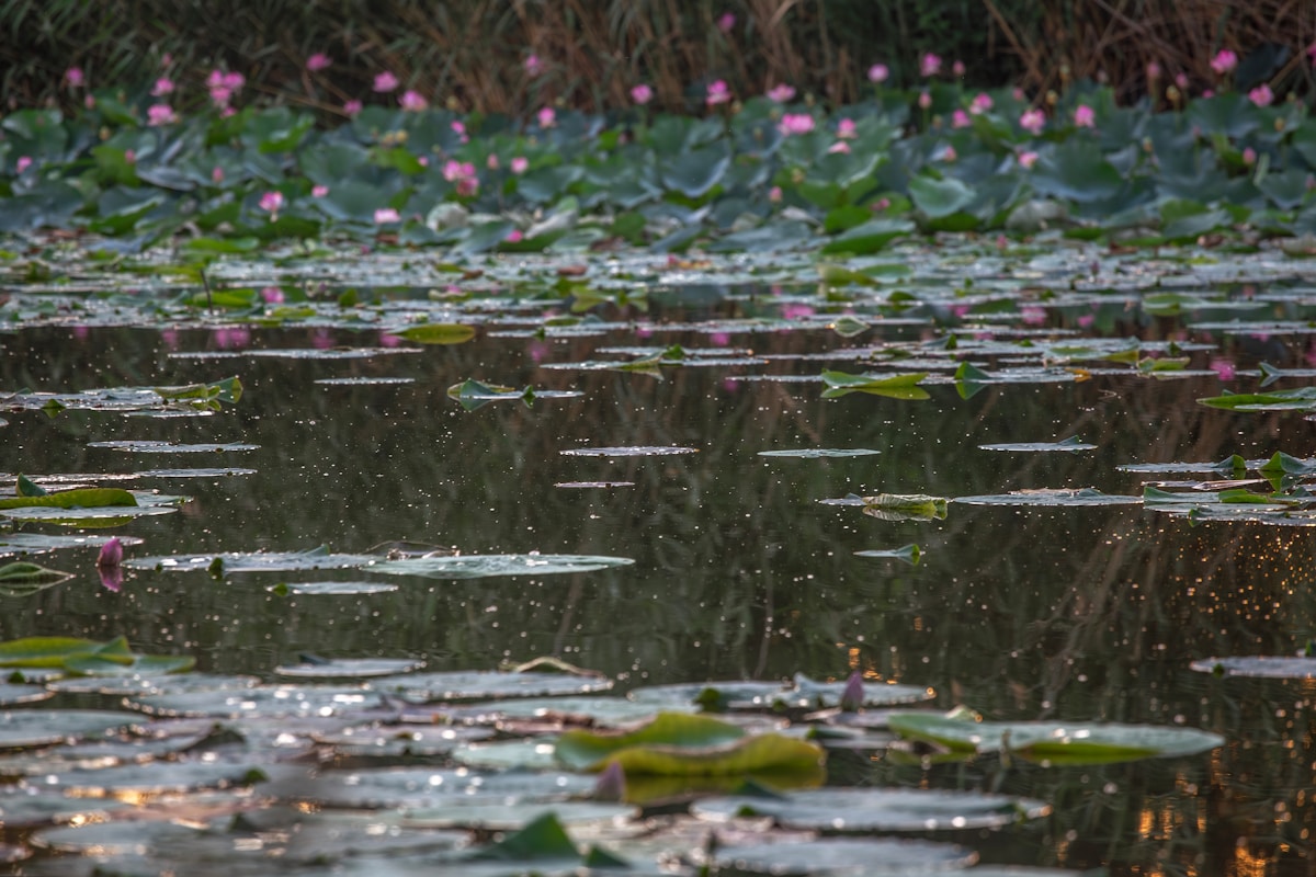 Tuinvijver met waterlelies en roze bloemen